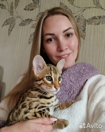 Бенгал алк Ф1