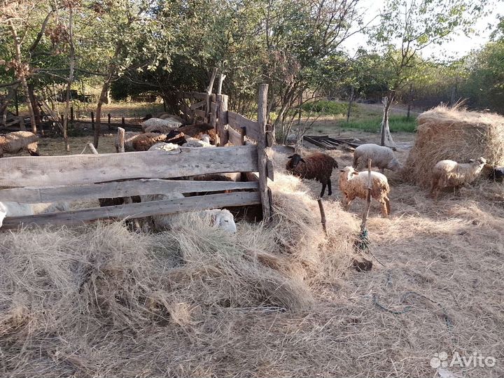 Овцы бараны