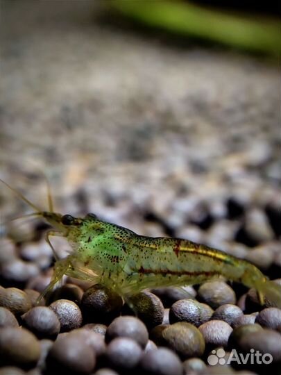 Аквариумные креветки