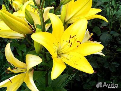 Колокольчик персиколистный белый