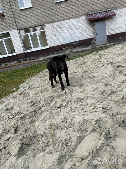 Собака в добрые руки отдам бесплатно