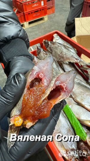 Сопа вяленая