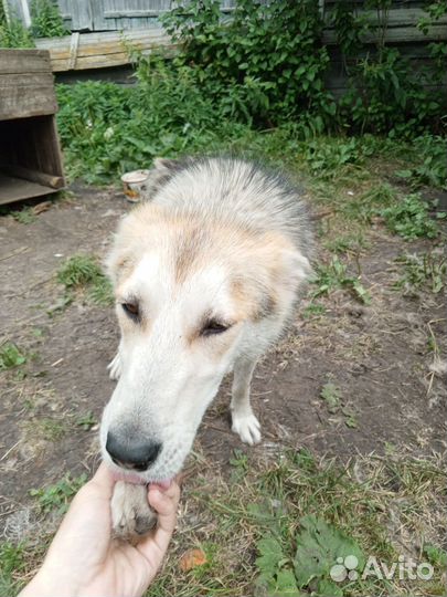 Собака в добрые руки