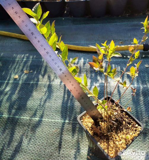 Саженцы голубики 2 года