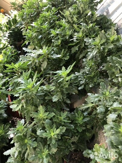 Каланхоэ, долгоцветущий