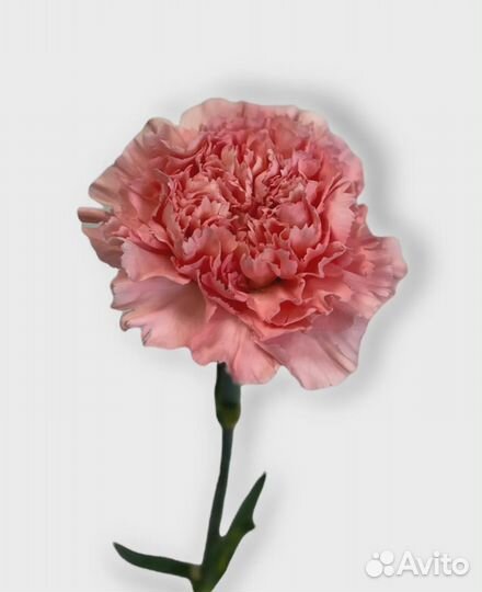 Гвоздики цветные