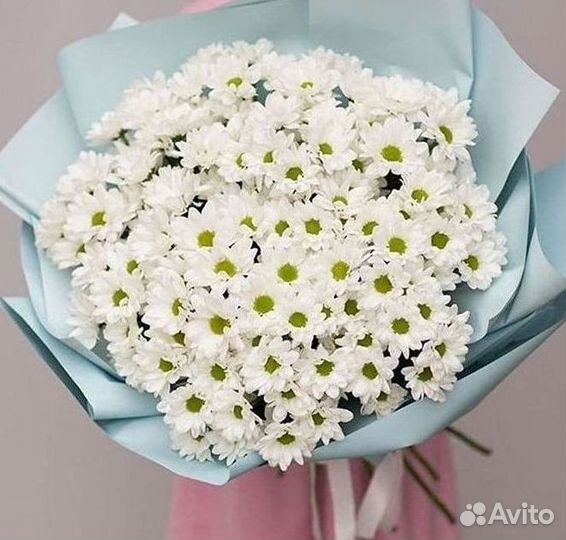 Хризантема Цветы Доставка