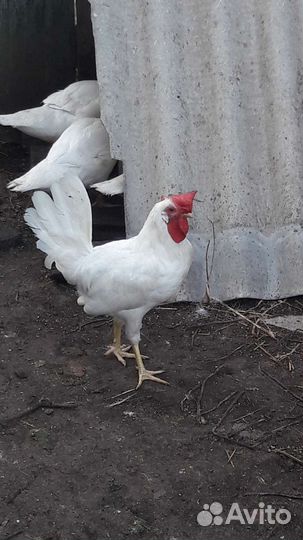Петушки леггорн