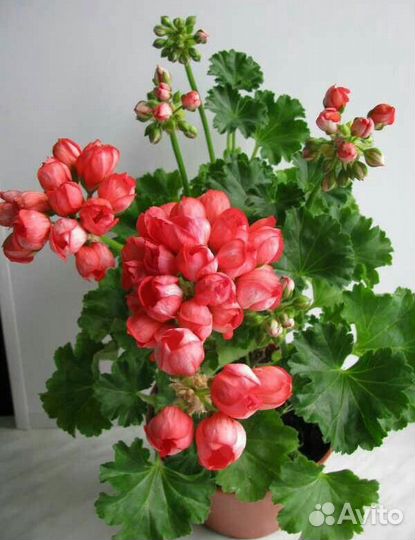 Пеларгония Red Pandora укоренённый черенок