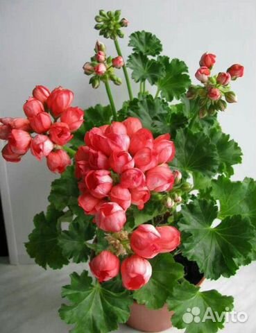 Пеларгония Red Pandora укоренённый черенок