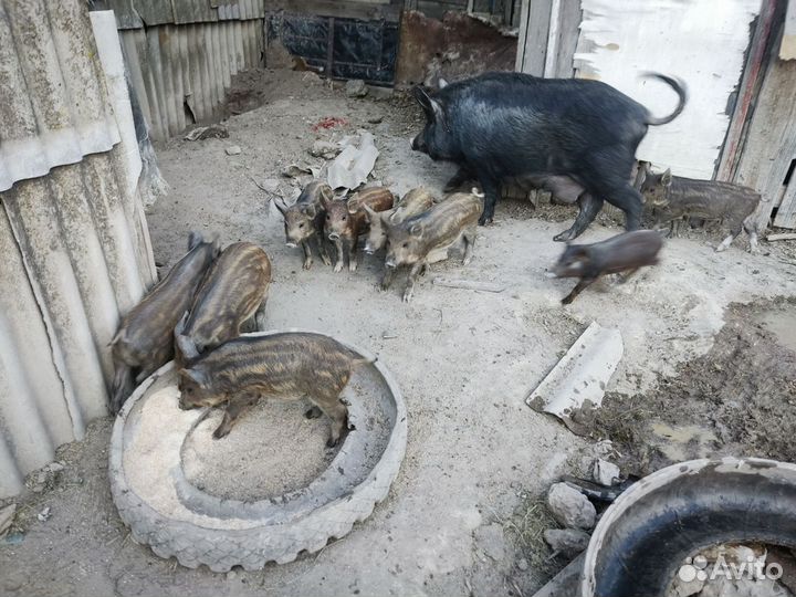 Продам поросят мангалов,возраст 2 месяца