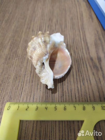 Раковина моллюска Rapana Bezoar