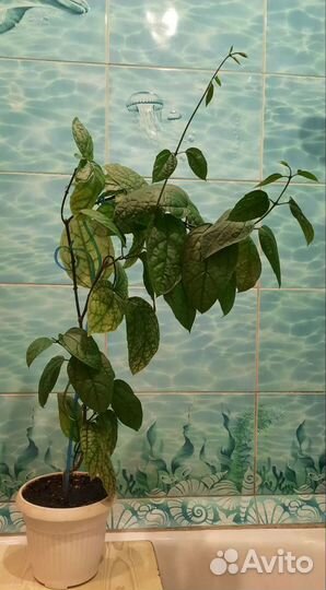 Калеродендрум, декабрист, фикус