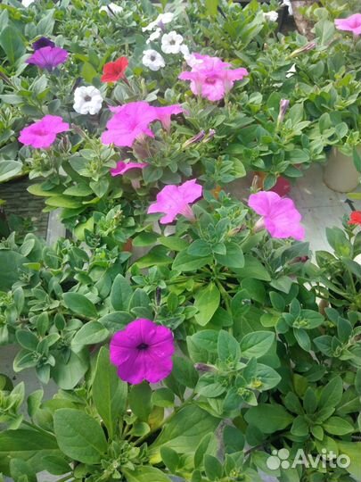 Петунья ампельная и вегетативная