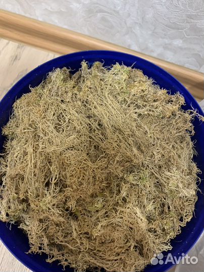 Мох сфагнум цена за 5 литров