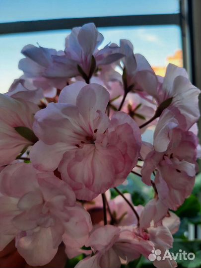 Герань пеларгония