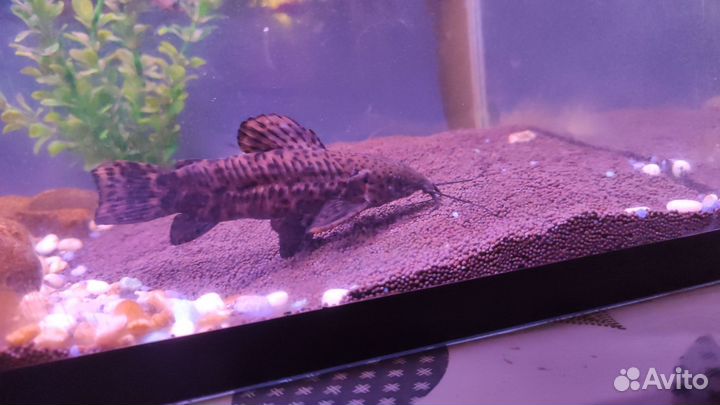 Сом таракатум большой