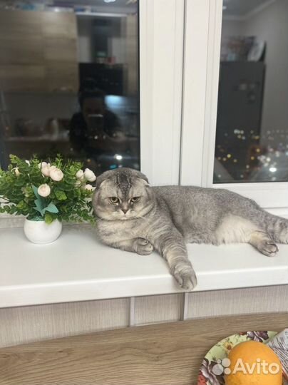 Шотландский кот вязка