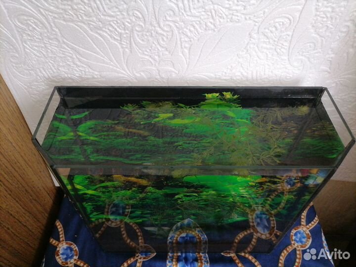 Аквариум