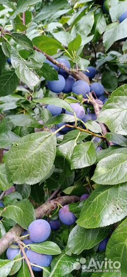 Яблоки и чернослив домашние 50р за 1кг