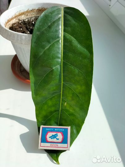 Шефлера крупнолистная-30см,с большой корневой сист