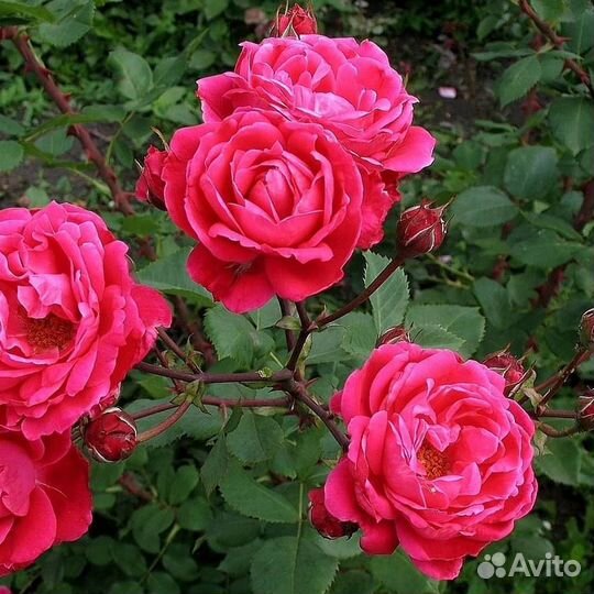 Розы зимостойкие сорта