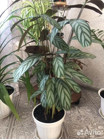 Комнатные цветы