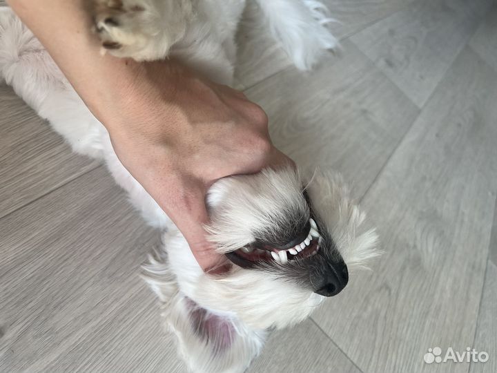 Вязка мальтийская болонка кобель мальтезе