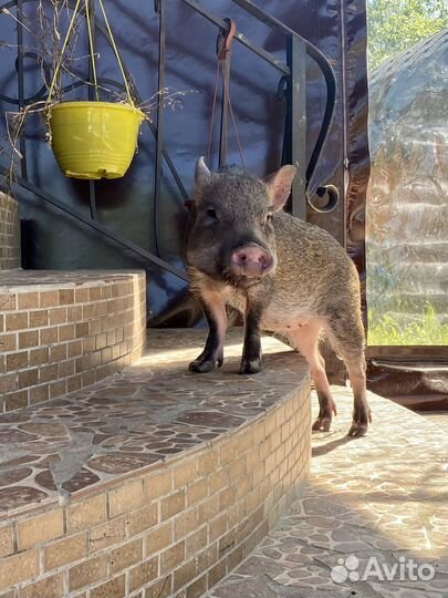 Отдаю минипига в добрые руки