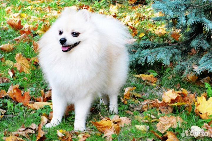 Шпиц немецкий