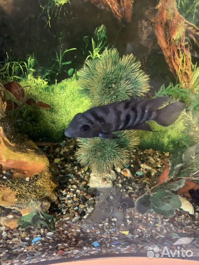 Аквариумные рыбки