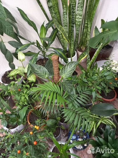 Комнатные цветы