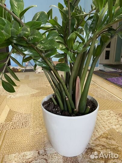 Замиокулькас