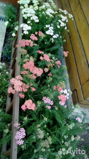 Дачные цветы