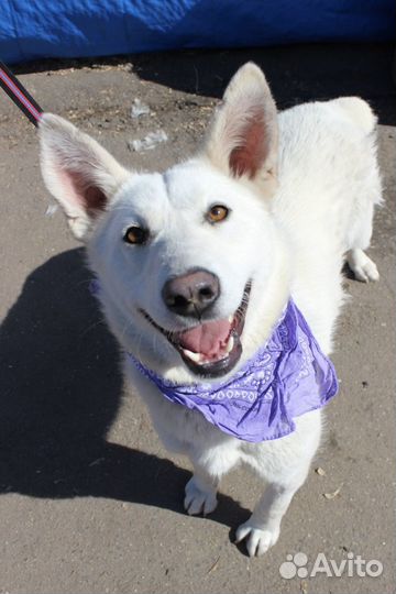 Белоснежная Супра ищет дом