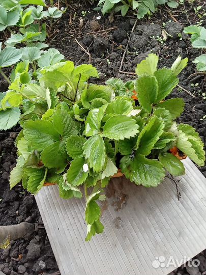 Рассада сортовой клубники зкс