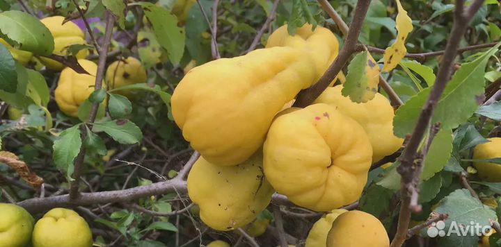 Саженцы Айвы Грушевидной (Вытянутая/Крупная)