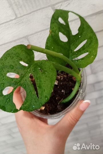 Монстера манки маск