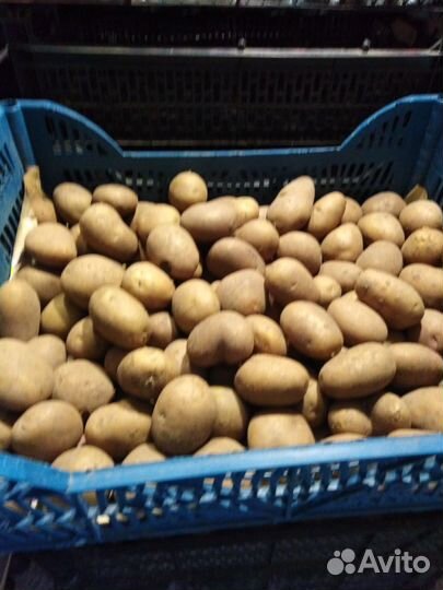 Продам семенной картофель