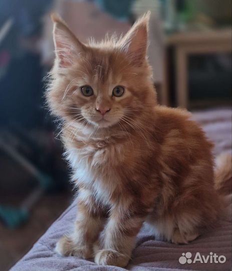 Котята мейн-кун девочка полидакт