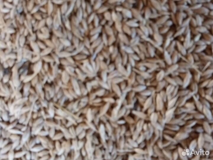 Зерно ячмень