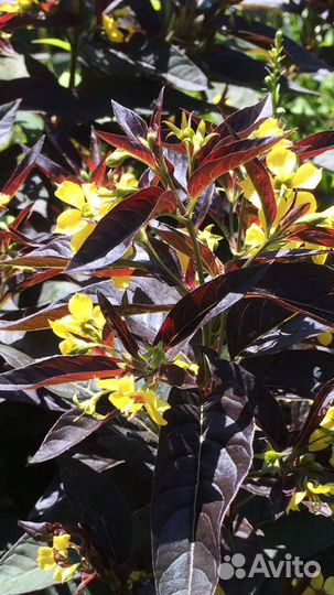 Вербейник реснитчатый Файкрекер