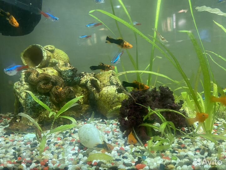 Меченосцы, цихлиды, креветки