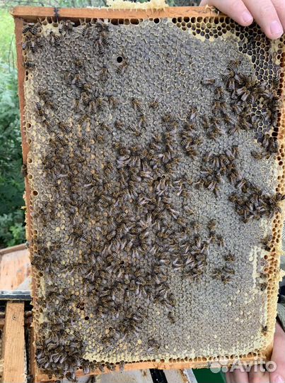 Мед Астраханский от производителя