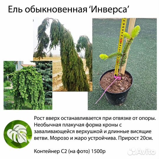 Ели глаука глобоза, хото, лаки страйк, инверса