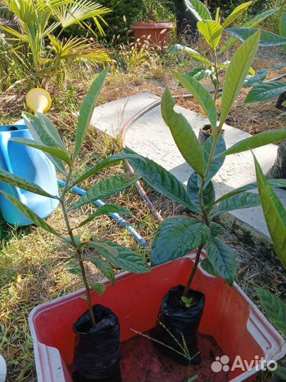 Саженцы мушмулы японской