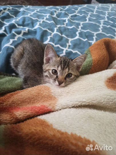 Котята метисы