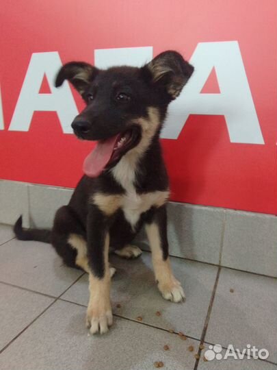 Помесь овчарки