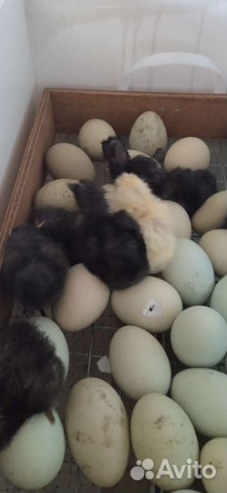 Цыплята суточные