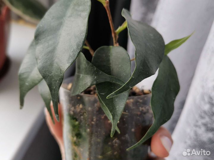 Фикус бенджамина и Аглаонема